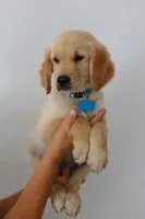 Blue male , a male Golden Retriever for sale in Broken Arrow, OK – 3 of 4