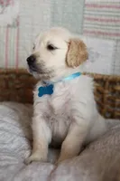 Light blue male, a male Golden Retriever for sale in Tulsa, OK – 4 of 7