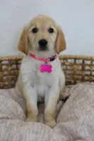 Pink female , a female Golden Retriever for sale in Broken Arrow, OK – 4 of 6