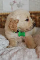 Green male, a male Golden Retriever for sale in Tulsa, OK – 4 of 6