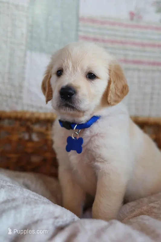 Blue male – Golden Retriever puppy for sale in Tulsa, OK