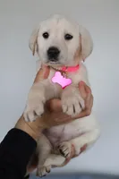 Pink female , a female Labrador Retriever for sale in Denver, CO – Photo 3 of 5