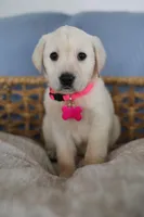 Pink female , a female Labrador Retriever for sale in Denver, CO – Photo 4 of 5