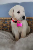 Pink female , a female Labrador Retriever for sale in Denver, CO – Photo 5 of 5