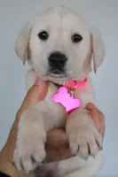 Pink female , a female Labrador Retriever for sale in Denver, CO – Photo 2 of 5