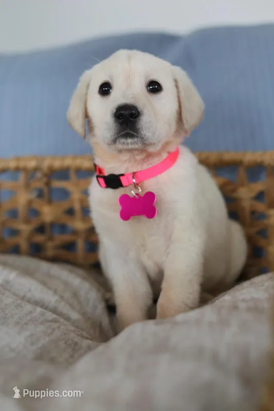 Pink female , a female Labrador Retriever for sale in Denver, CO – Photo 1 of 5