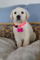 Pink female , a female Labrador Retriever for sale in Denver, CO – Photo 1 of 5