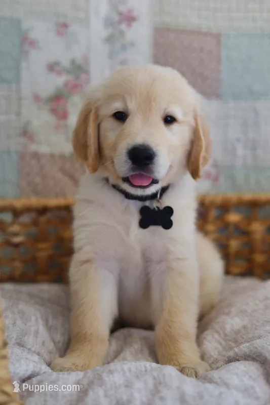 Black male – Golden Retriever puppy for sale in Tulsa, OK