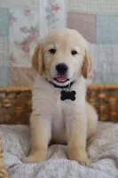 Black male, a male Golden Retriever for sale in Tulsa, OK – 1 of 6