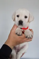 Red female , a female Labrador Retriever for sale in Denver, CO – Photo 4 of 4