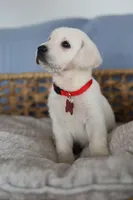 Red female , a female Labrador Retriever for sale in Denver, CO – Photo 3 of 4