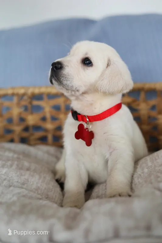 Red female , a female Labrador Retriever for sale in Denver, CO – Photo 1 of 4