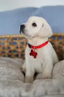 Red female , a female Labrador Retriever for sale in Denver, CO – Photo 1 of 4