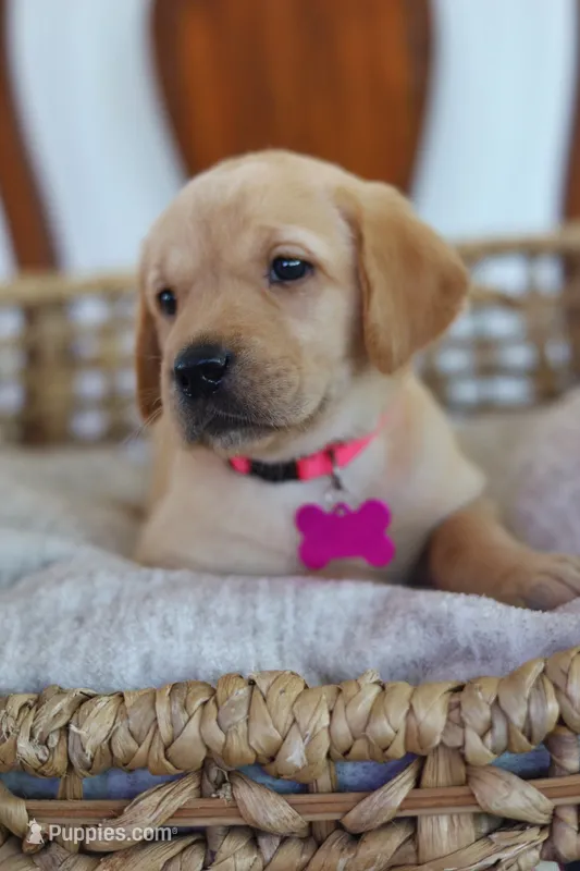 Pink female  – Labrador Retriever puppy for sale in Broken Arrow, OK