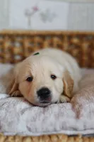 Green male, a male Golden Retriever for sale in Tulsa, OK – 2 of 6