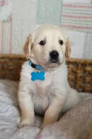 Light blue male, a male Golden Retriever for sale in Tulsa, OK – 3 of 7