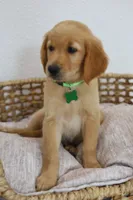 Green male , a male Golden Retriever for sale in Broken Arrow, OK – 3 of 7