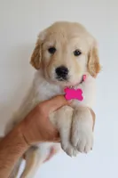 Pink female , a female Golden Retriever for sale in Tulsa, OK – 2 of 5