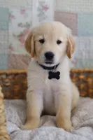 Black male, a male Golden Retriever for sale in Tulsa, OK – 2 of 6