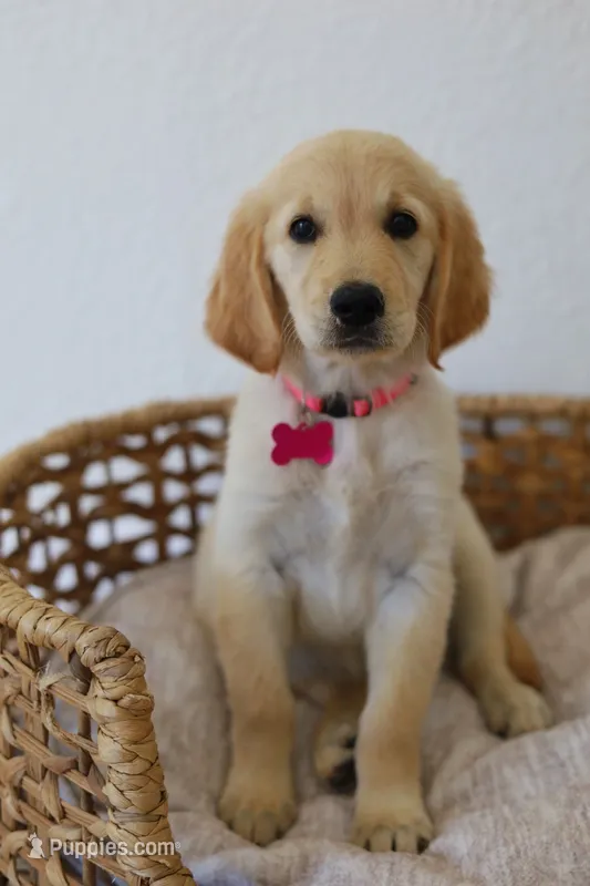Pink female  – Golden Retriever puppy for sale in Broken Arrow, OK