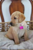 Pink female , a female Labrador Retriever for sale in Broken Arrow, OK – 5 of 6