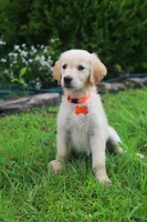 Orange female , a female Golden Retriever for sale in Tulsa, OK – 4 of 4