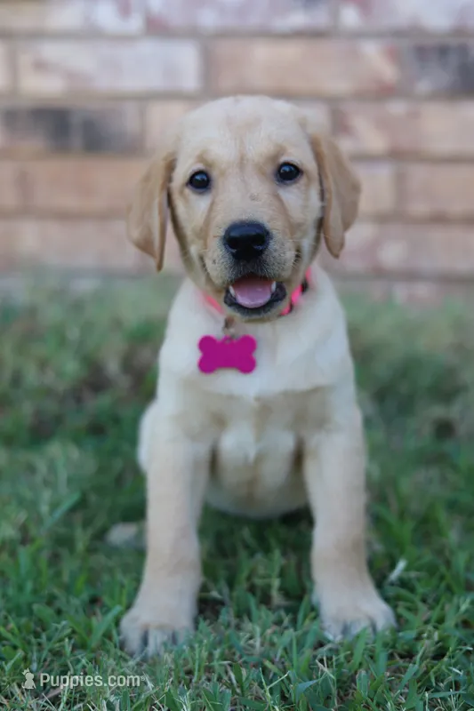 Pink female  – Labrador Retriever puppy for sale in Broken Arrow, OK