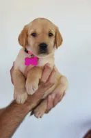 Pink female , a female Labrador Retriever for sale in Broken Arrow, OK – 3 of 6