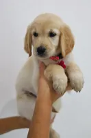 Pink female , a female Golden Retriever for sale in Broken Arrow, OK – 6 of 6
