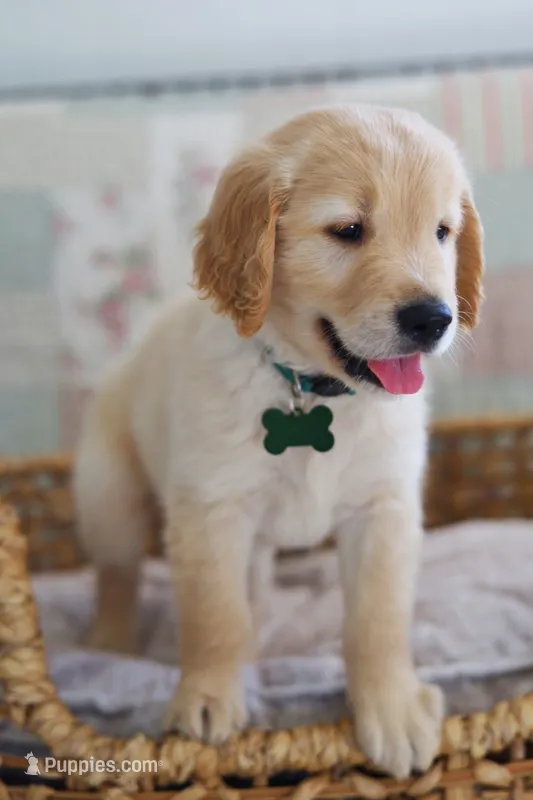 Green male – Golden Retriever puppy for sale in Tulsa, OK