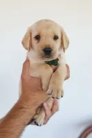 Green male, a male Labrador Retriever for sale in Broken Arrow, OK – 4 of 4