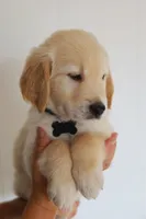 Black male, a male Golden Retriever for sale in Tulsa, OK – 5 of 6