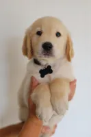 Black male, a male Golden Retriever for sale in Tulsa, OK – 4 of 6
