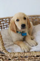 Blue male , a male Golden Retriever for sale in Broken Arrow, OK – 4 of 4