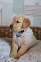 Grey male, a male Golden Retriever for sale in Tulsa, OK – 3 of 4