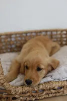Blue male , a male Golden Retriever for sale in Broken Arrow, OK – 3 of 3