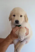 Green male, a male Golden Retriever for sale in Tulsa, OK – 6 of 6