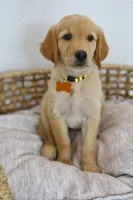 Yellow female , a female Golden Retriever for sale in Broken Arrow, OK – 5 of 6