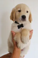 Black male, a male Golden Retriever for sale in Tulsa, OK – 3 of 6