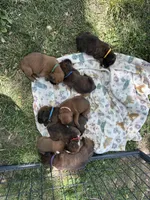 Lt blue Maggie , a male Boxer for sale in Hillsboro, TN – Photo 4 of 4