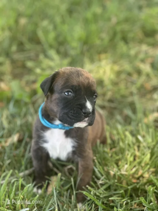 Lt blue Maggie  – Boxer puppy for sale in Hillsboro, TN