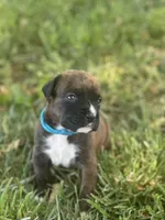Lt blue Maggie , a male Boxer for sale in Hillsboro, TN – Photo 1 of 4