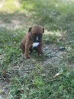 Lt blue Maggie , a male Boxer for sale in Hillsboro, TN – Photo 3 of 4
