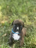 Lt blue Maggie , a male Boxer for sale in Hillsboro, TN – Photo 2 of 4