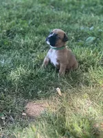 Green Maggie , a female Boxer for sale in Hillsboro, TN – Photo 3 of 3