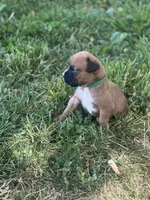 Green Maggie , a female Boxer for sale in Hillsboro, TN – Photo 2 of 3