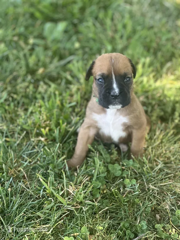 Green Maggie , a female Boxer for sale in Hillsboro, TN – Photo 1 of 3