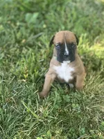 Green Maggie , a female Boxer for sale in Hillsboro, TN – Photo 1 of 3