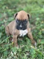 Green zena , a female Boxer for sale in Hillsboro, TN – Photo 2 of 2