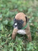 Green zena , a female Boxer for sale in Hillsboro, TN – Photo 1 of 2
